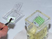 LDH Die Färbereaktion wird vor dem Stoppen unter dem Mikroskop kontrolliert