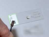LDH Die Färbereaktion wird vor dem Stoppen unter dem Mikroskop kontrolliert